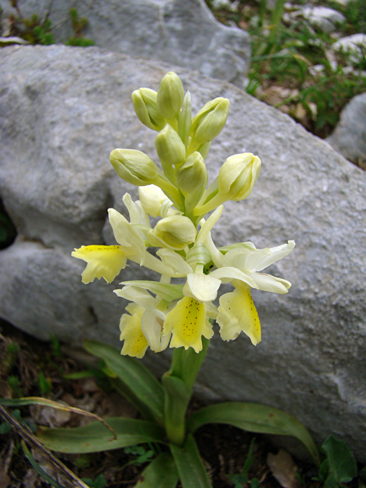 Orchis pauciflora